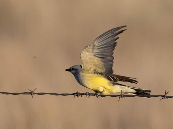 <h3><a href="/trips/Tucson_2023/biota/animalia/chordata/aves/040 passeriformes/011 tyrannidae/tyrannus vociferans/tyrannus vociferans-nl.html">Tyrannus&nbsp;vociferans</a> / Cassin's&nbsp;kingbird / Cassins&nbsp;koningstiran</h3>OM-1 met M.300mm F4.0 + MC-14, 1/5000 sec  bij F7.1, ISO 1600, afstand 18.0&nbsp;m